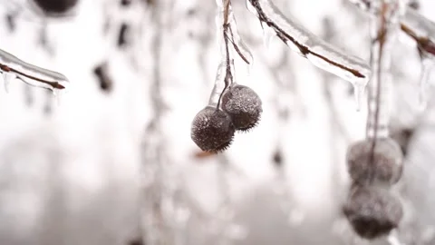 Frozen branches in ice icicles. Climatic icing. winter iced frozen plants. 库存影片 168208365