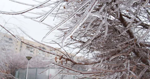 Frozen branches in the ice icicles.  Climatic icing. Slow motion footage of a Stock Footage 219863852