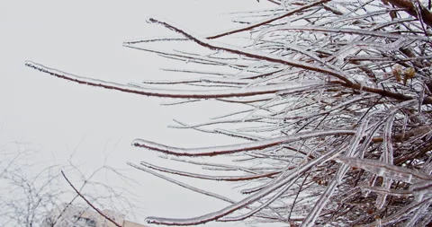 Frozen branches in the ice icicles.  Climatic icing. Slow motion footage of.. Stock Footage 229777846