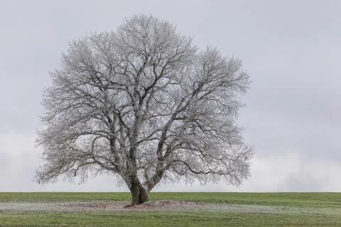 Frozen branches of a lonely standing tree in a field Stock Photos