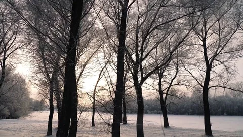 Frozen branches macro shot Stock Footage 83770043