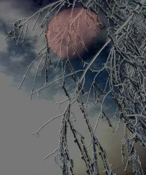 Frozen  BRANCHES  by  MOONLIGHT Stock Photos