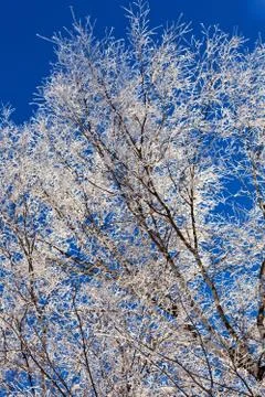 Frozen branches Stock Photos