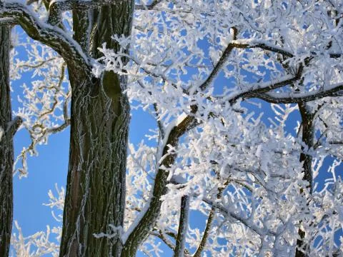 Frozen branches Stock Photos