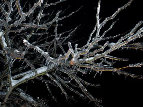 Frozen branches Stock Photos