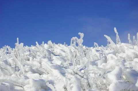 Frozen branches Stock Photos