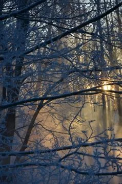 Frozen branches Stock Photos