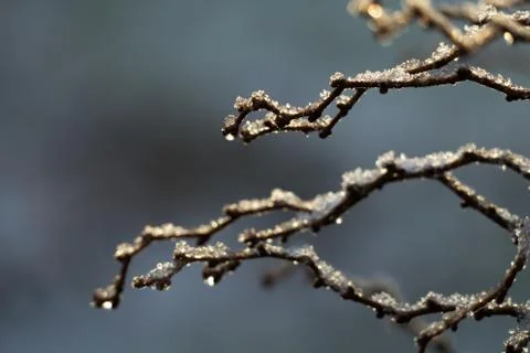 Frozen branches Stock Photos