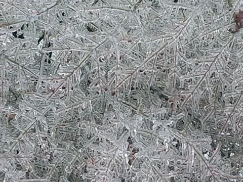 Frozen Branches Fotos Stock