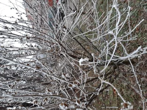 Frozen Branches Stock Photos