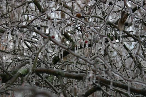 Frozen Branches Stock Photos