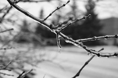 Frozen branches Stock Photos