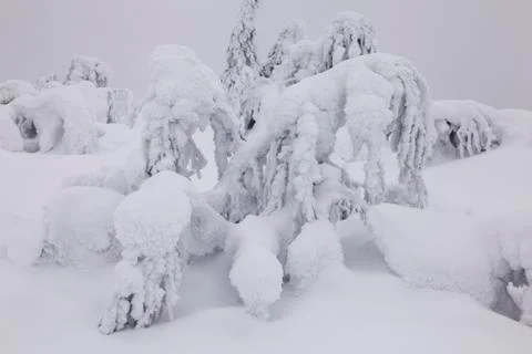 Frozen Branches On A Pine In winter Forest Foto stock