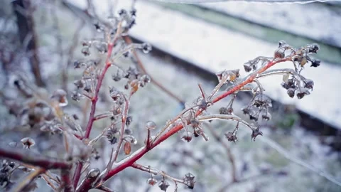 Frozen branches of raspberries close up in winter Stock Footage 167196829