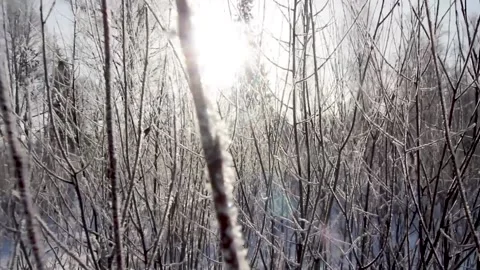 Frozen branches . Shooting in motion between branches. Winter. Stock Footage 186684878