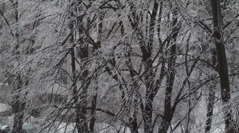Frozen Branches Still-Shot Vídeo Stock 34973240