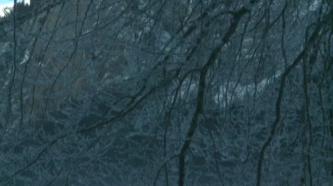 Frozen branches tilt Stock-Footage 303344