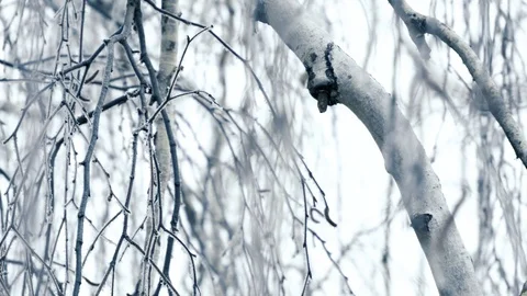 Frozen branches of tree in winter. Stock Footage 119835751