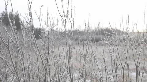 Frozen branches of trees Stock Footage 120341340