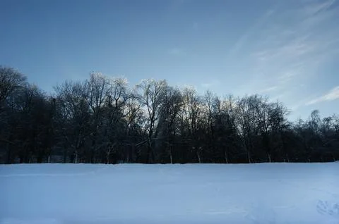 Frozen branches of the trees with ice Stock Photos