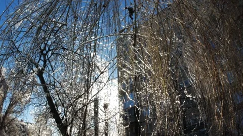 Frozen branches of trees in ice winter magic landscape Video stock 260950997