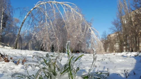 Frozen branches of trees in ice winter magic landscape Video stock 260951360