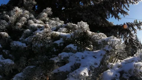 Frozen branches of trees in ice winter magic landscape Video stock 260951865