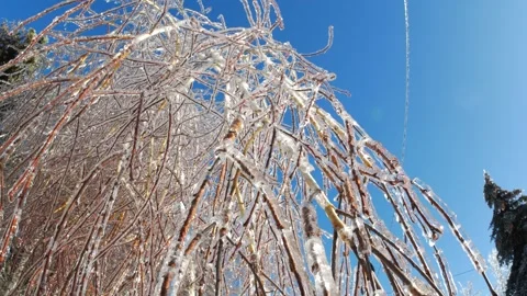 Frozen branches of trees in ice winter magic landscape Video stock 260952255