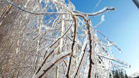 Frozen branches of trees in ice winter magic landscape Video stock 260952507