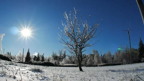 Frozen branches of trees in ice winter magic landscape Video stock 260952660