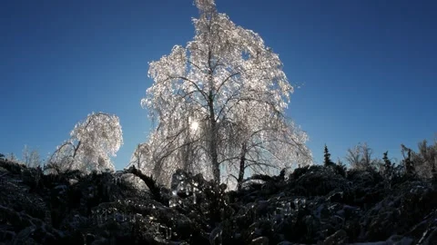 Frozen branches of trees in ice winter magic landscape Video stock 260952793