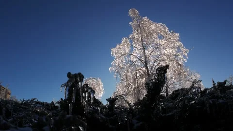 Frozen branches of trees in ice winter magic landscape Video stock 260952959