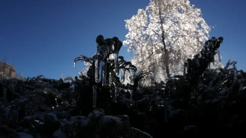 Frozen branches of trees in ice winter magic landscape Video stock 260953066