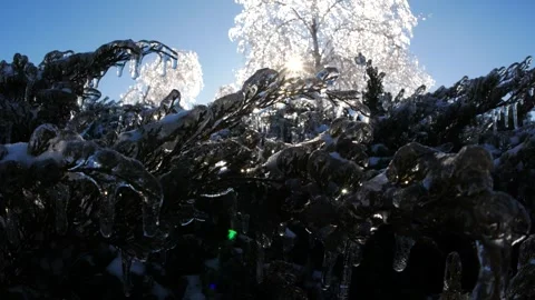 Frozen branches of trees in ice winter magic landscape Video stock 260953222