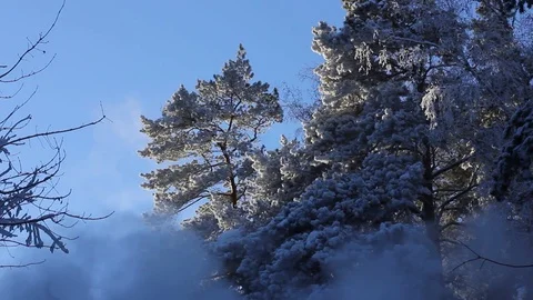 The frozen branches of trees in the winter forest. Stock Footage 70357188