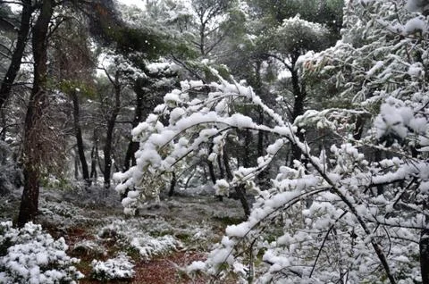 Frozen branches winter in a forest 写真素材