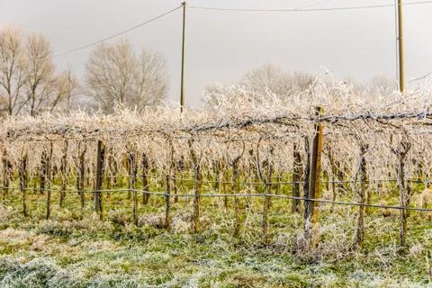 Frozen branches in winter Stock Photos