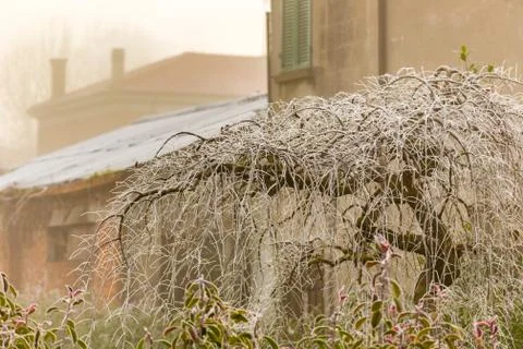 Frozen branches in winter Stock Photos