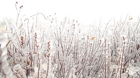Frozen branches zoom out Stock Footage 33639367