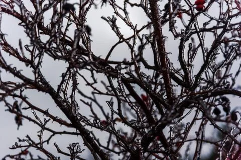 Frozen briar tree branches Stock Photos