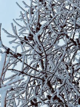 Frozen Buds With Intricate Patterns, Macro View Of Icy Botanical Branches And Stock Photos