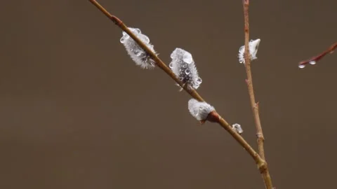 Frozen buds on the tree Stock Footage 282013301