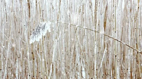 Frozen bulrush Stock Footage 24669302