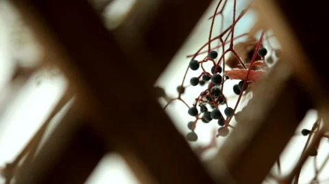 A frozen bunch of grapes in the snow 1 Stock Footage 57231010