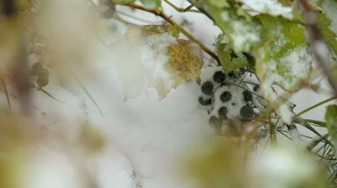 A frozen bunch of grapes in the snow Stock Footage 57230893