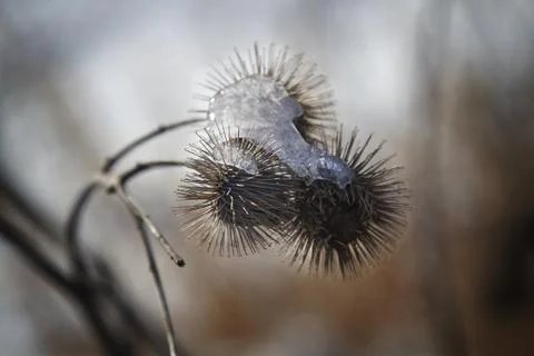 Frozen Burdock Foto stock