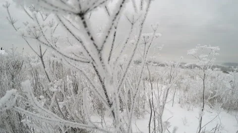 Frozen bush branches Stock Footage 59118764