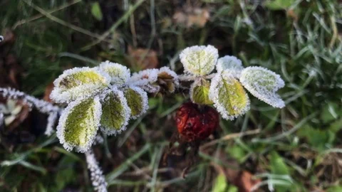 Frozen Bush Branches Vídeo Stock 82135355