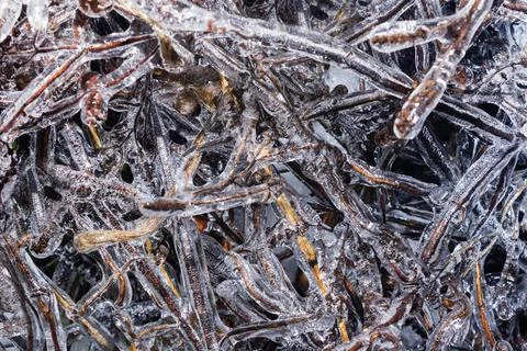 Frozen bush branches texture background. Stock Photos