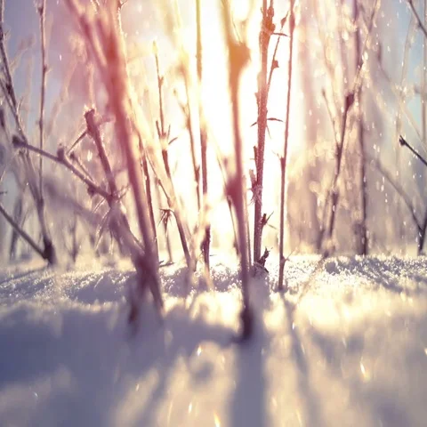Frozen bush close-up during snowfall slowmotion Stock Footage 69672362